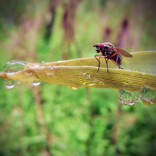 insect-fly-dragonfly-nature-wildlife 图片素材