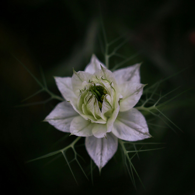 flower-nature-flora-beautiful-floral 图片素材