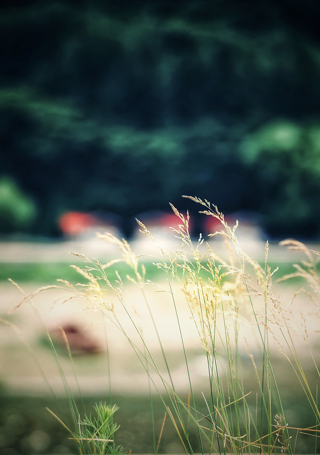 grass-nature-summer-flower-outdoors 图片素材