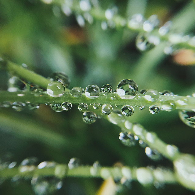 rain-dew-drop-droplet-wet 图片素材