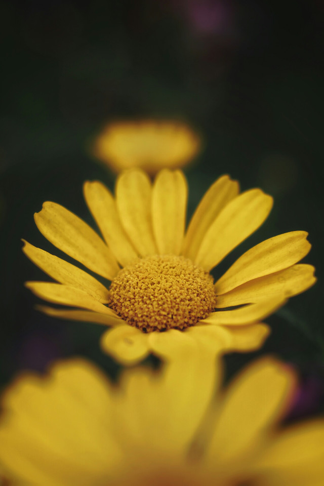 nature-flower-flora-no-person-color 图片素材