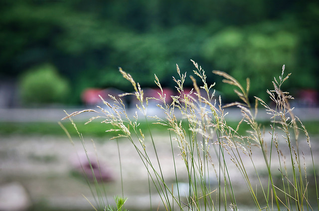 grass-nature-flora-summer-flower 图片素材
