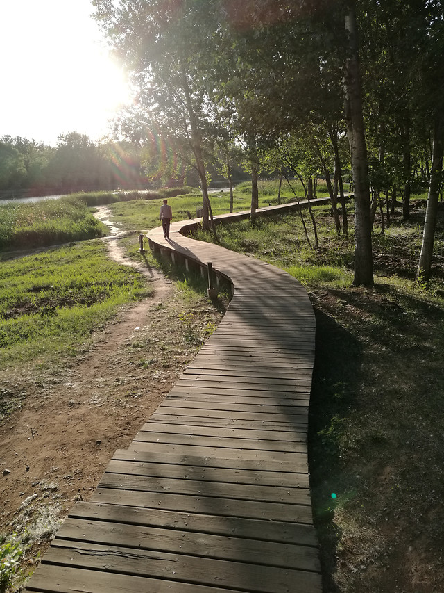 wood-landscape-nature-no-person-road picture material