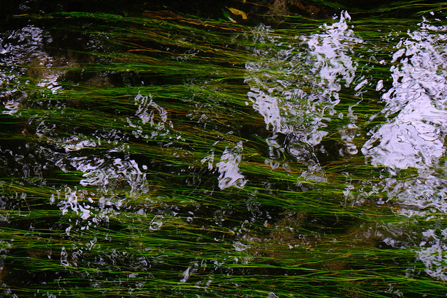 nature-flower-water-no-person-leaf picture material