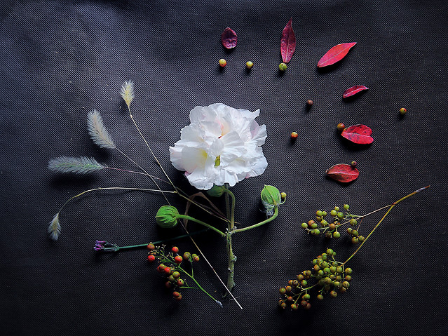 flower-rose-no-person-still-life-leaf 图片素材