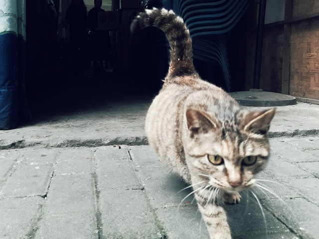 cat-animal-cute-mammal-pet picture material