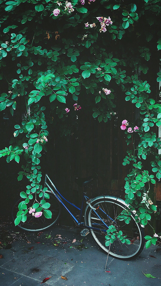 leaf-green-flower-no-person-nature 图片素材