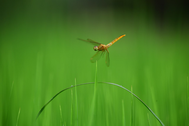 insect-grass-nature-dragonfly-leaf picture material