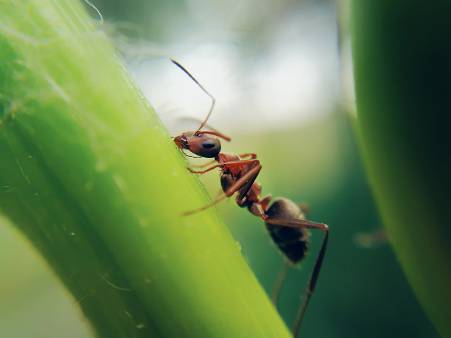 insect-nature-no-person-leaf-invertebrate 图片素材