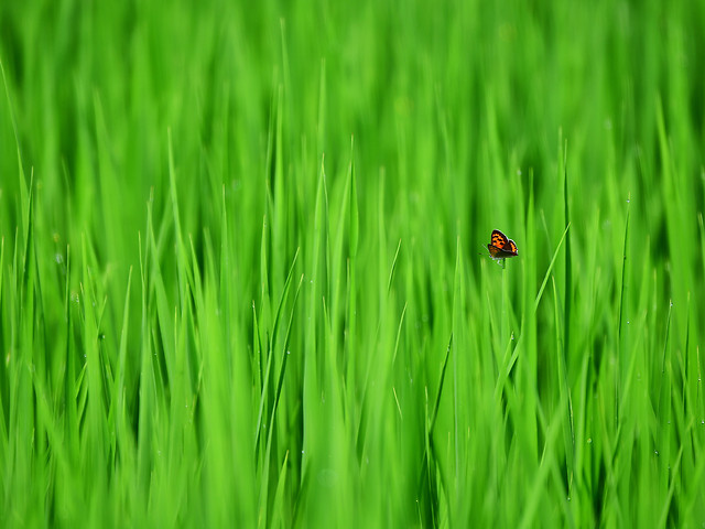 grass-growth-hayfield-field-no-person picture material