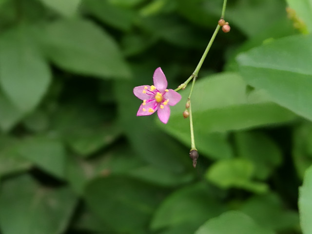 nature-leaf-no-person-flower-flora picture material