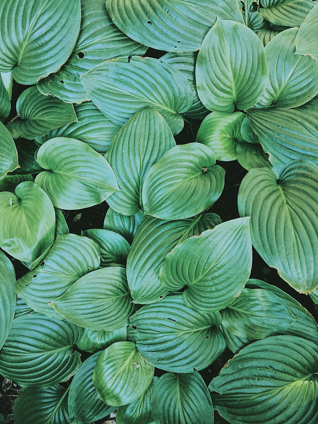 leaf-flora-nature-closeup-no-person picture material