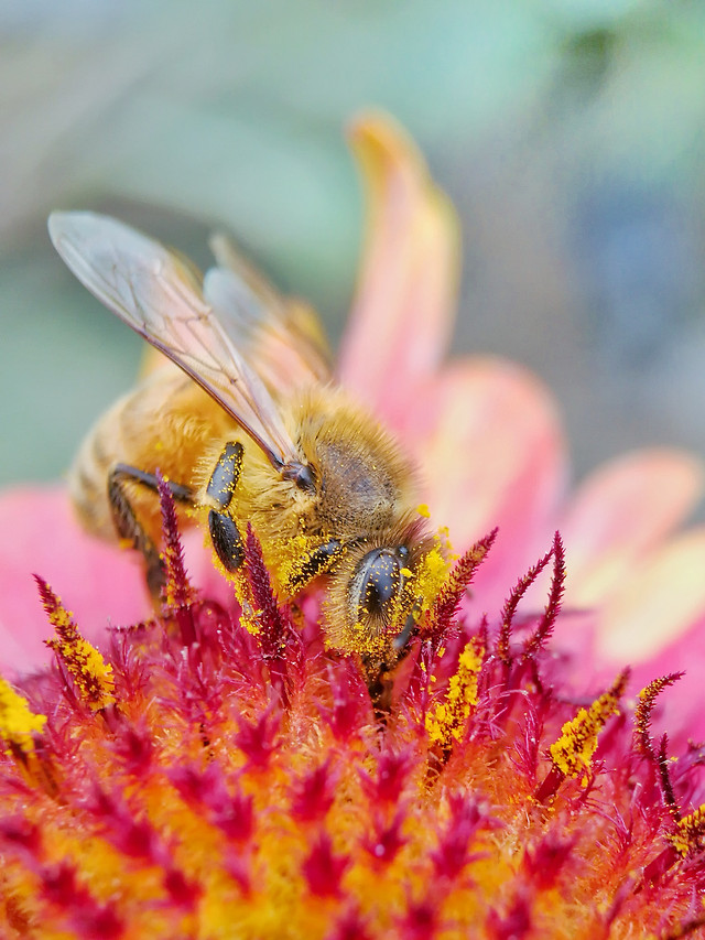 nature-bee-insect-flower-no-person 图片素材