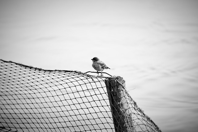 bird-monochrome-sky-sea-nature picture material