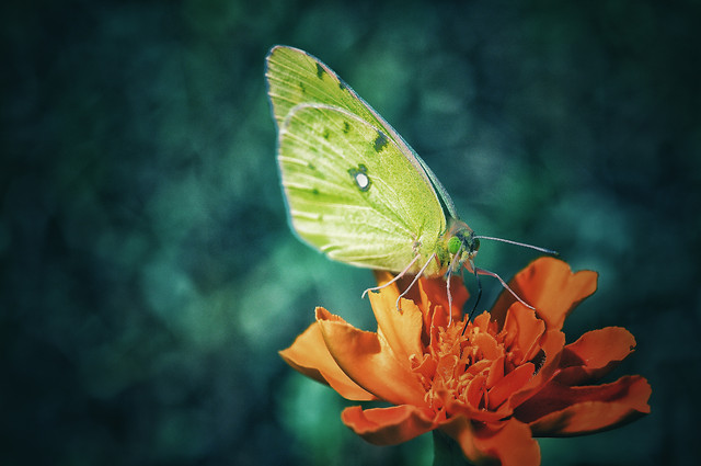 butterfly-nature-insect-invertebrate-no-person picture material