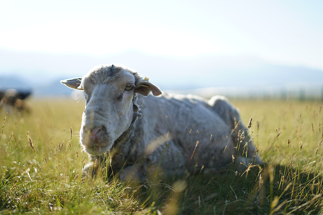 grass-field-farm-agriculture-livestock picture material