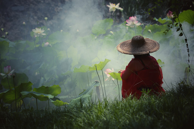 water-green-nature-garden-flower picture material