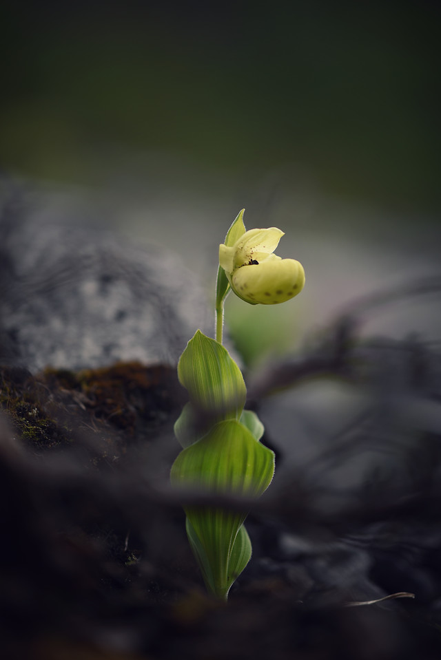 leaf-flora-nature-growth-no-person 图片素材