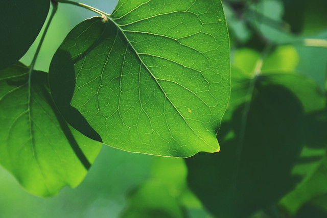 leaf-flora-nature-growth-green picture material