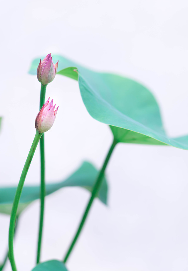 nature-leaf-flower-flora-growth 图片素材