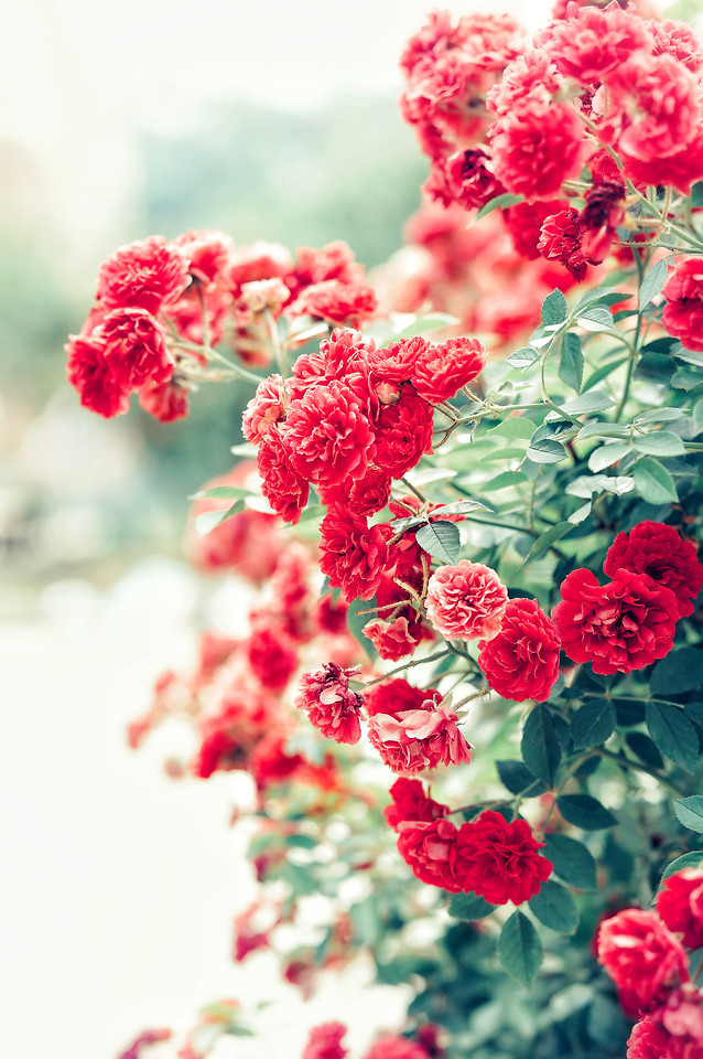 nature-flower-flora-leaf-garden picture material