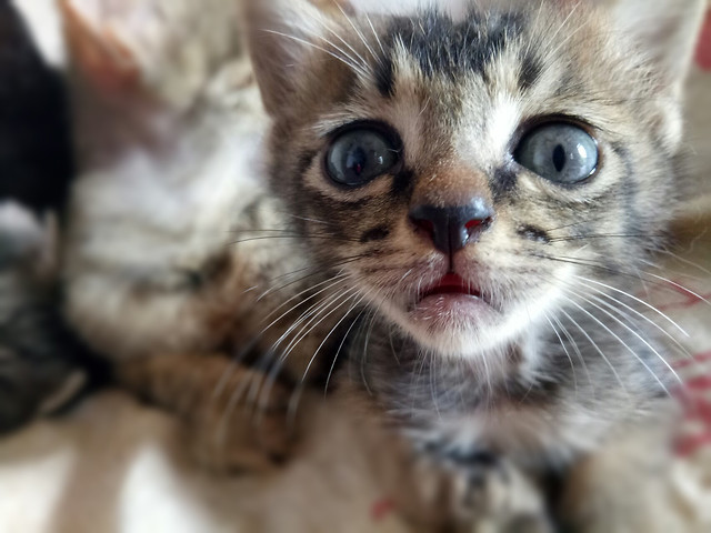 cute-cat-fur-animal-pet 图片素材