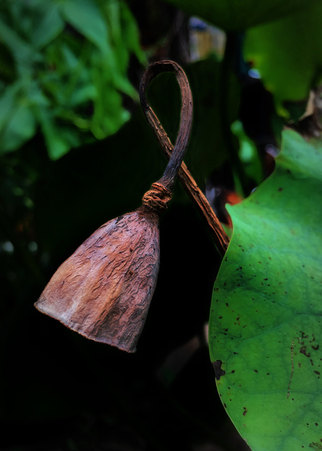 leaf-no-person-nature-food-flora 图片素材