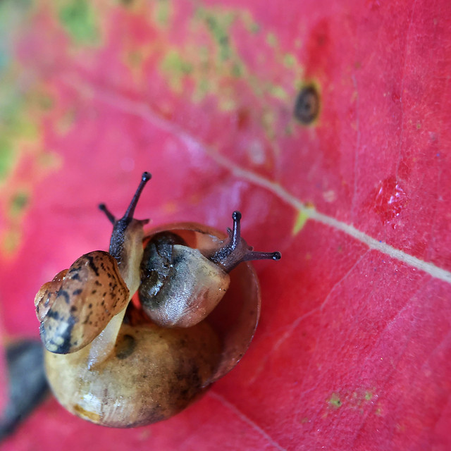 nature-leaf-fall-insect-garden picture material