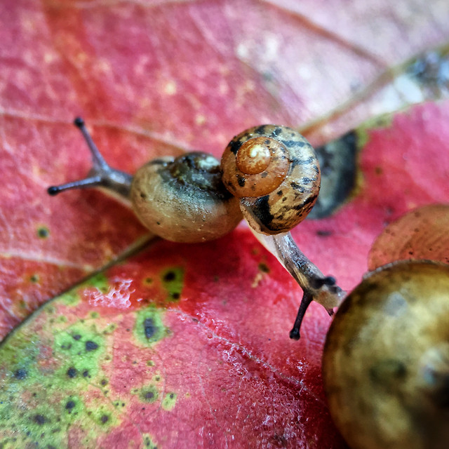 garden-nature-desktop-food-insect picture material