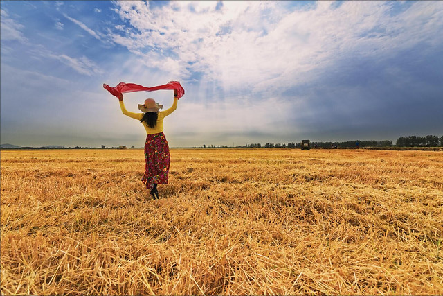 wheat-field-cereal-rural-pasture picture material