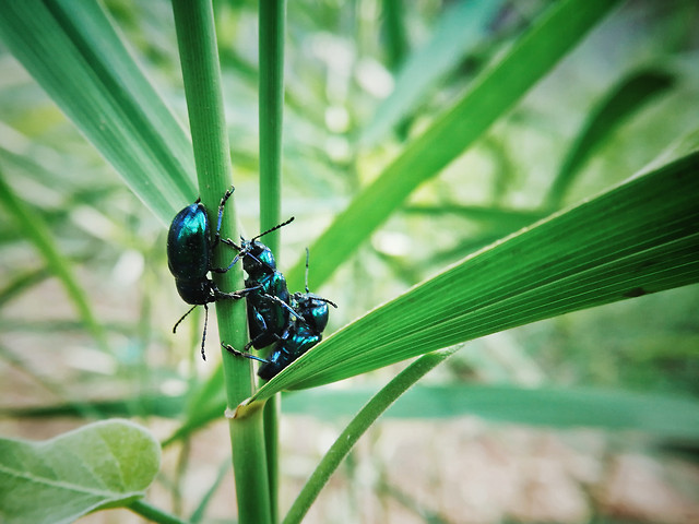 nature-leaf-insect-flora-beetle 图片素材