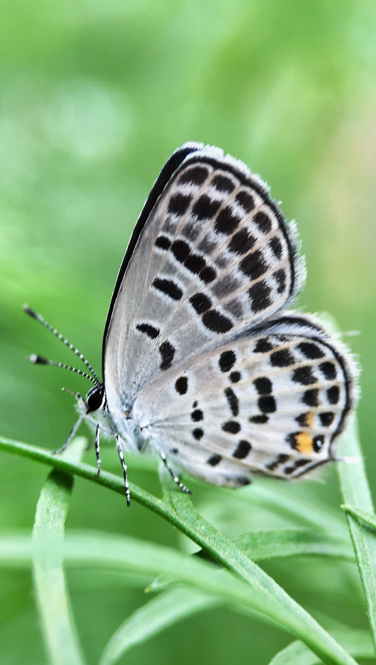 butterfly-nature-insect-summer-wildlife picture material