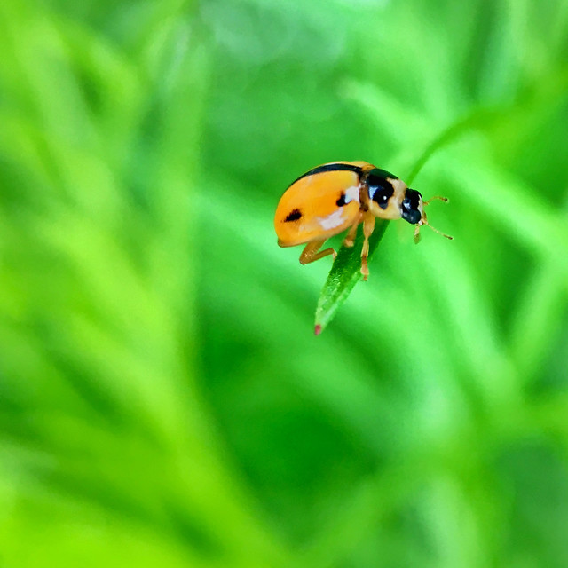 nature-ladybug-no-person-leaf-grass picture material