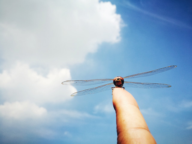 sky-airplane-people-landscape-air 图片素材