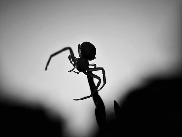 spider-insect-monochrome-silhouette-invertebrate 图片素材