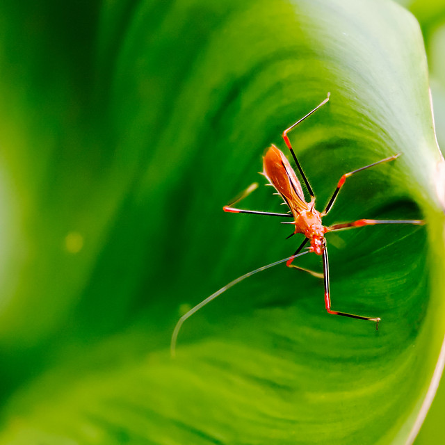 insect-nature-leaf-antenna-invertebrate 图片素材