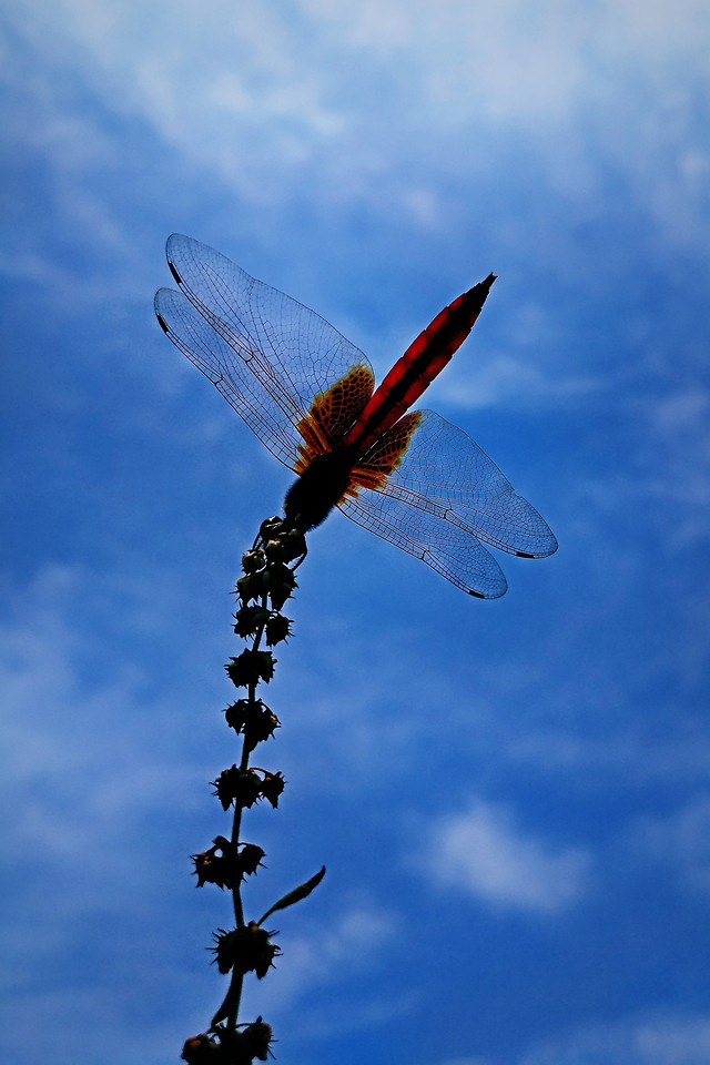 wing-nature-insect-sky-flight picture material