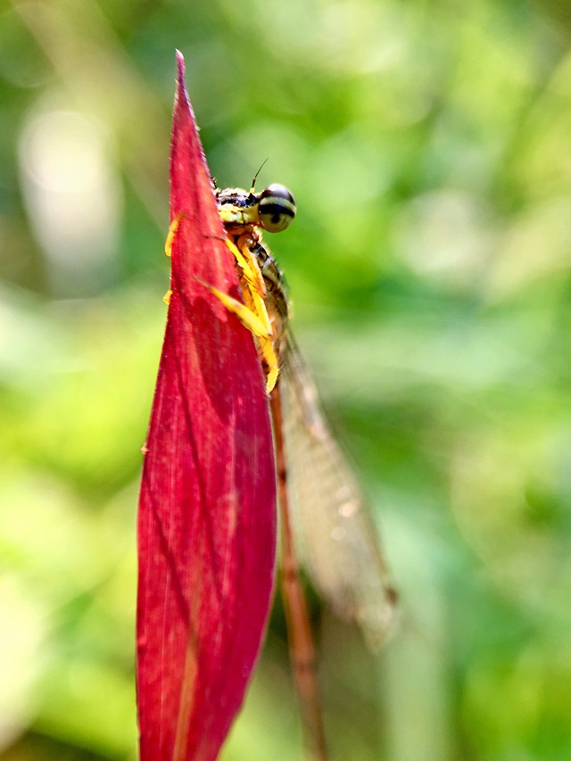 insect-nature-leaf-no-person-outdoors 图片素材