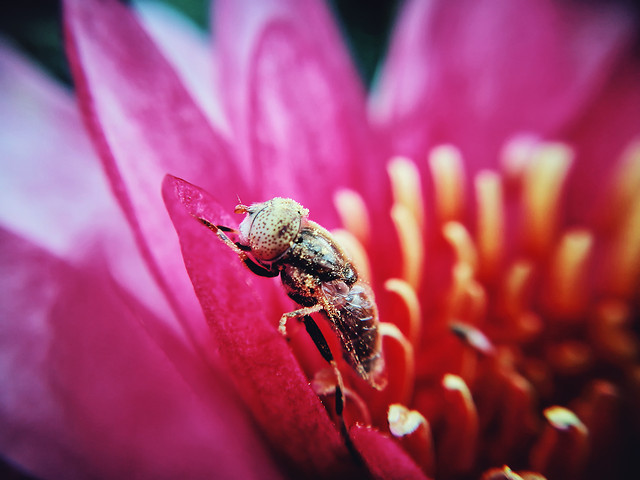 flower-nature-no-person-flora-garden 图片素材