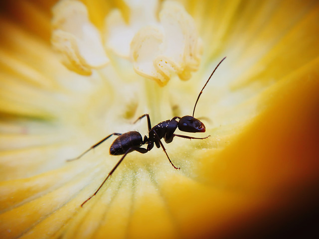 insect-nature-no-person-invertebrate-antenna picture material