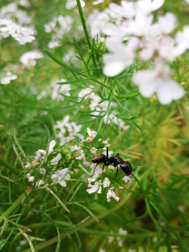 nature-insect-flower-bee-closeup picture material