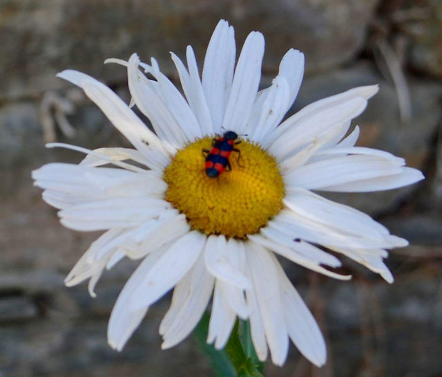 nature-flower-flora-summer-no-person picture material