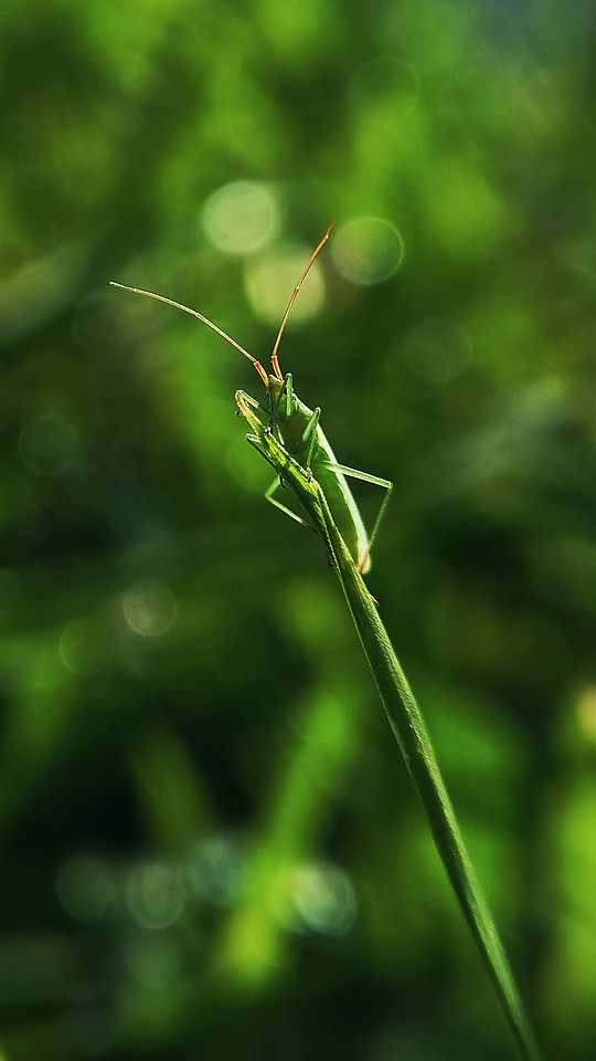 leaf-flora-nature-growth-no-person 图片素材