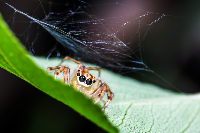 spider-insect-arachnid-no-person-nature picture material