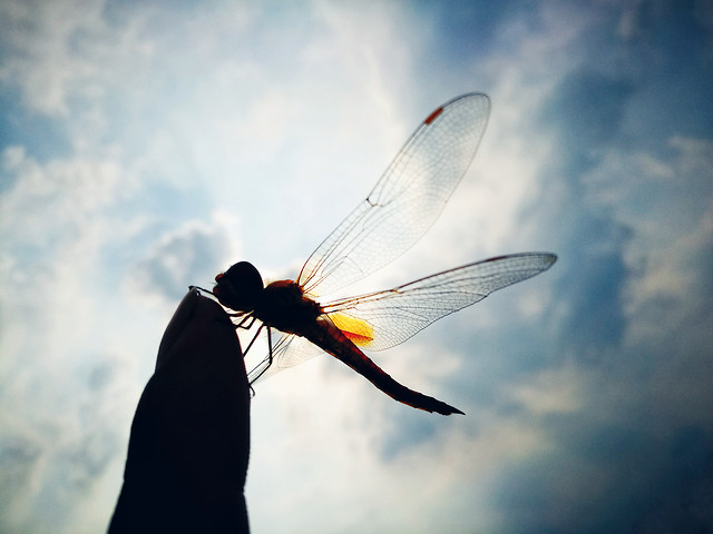 sky-wing-fly-insect-flight picture material