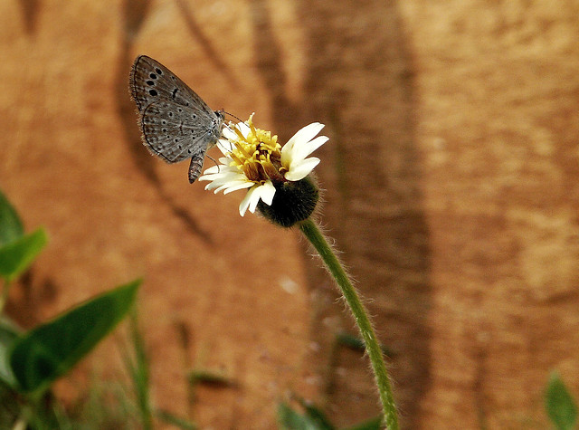 butterfly-insect-nature-no-person-outdoors 图片素材