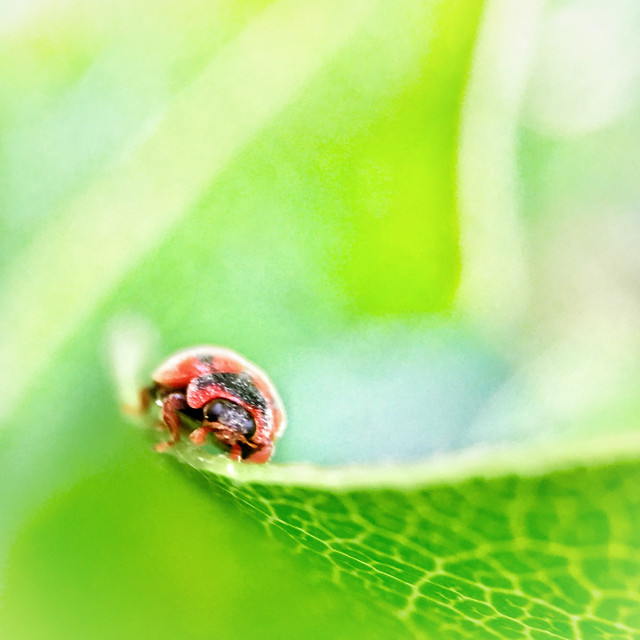 insect-ladybug-beetle-leaf-nature picture material