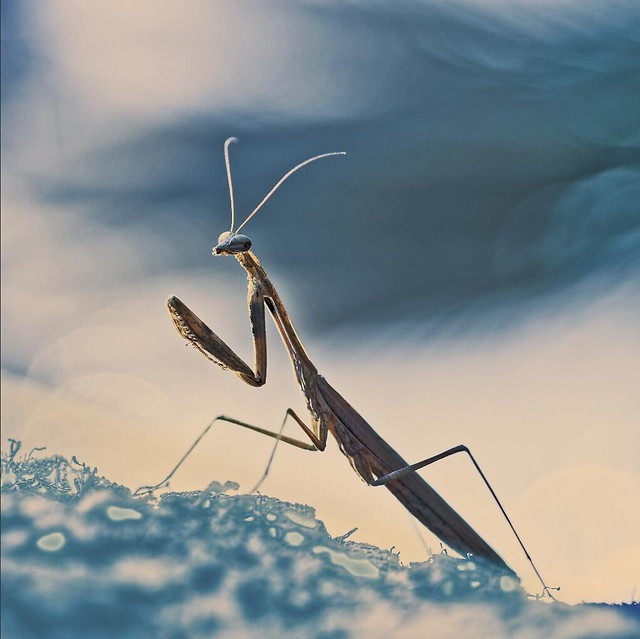 insect-mantis-animal-sky-nature picture material