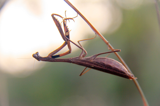 insect-invertebrate-no-person-mantis-wildlife 图片素材