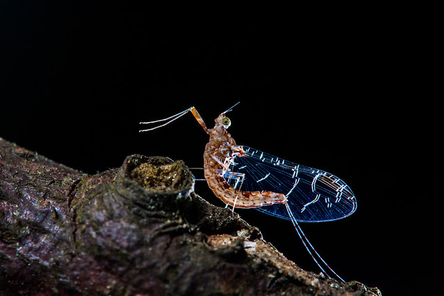 invertebrate-insect-antenna-no-person-nature picture material